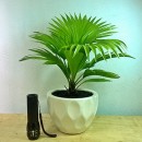 6 loại cây để bàn làm việc hợp phong thủy năm 2018