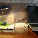 Cách đặt bể cá trên bàn làm việc đúng phong thủy giúp sự nghiệp thăng tiến