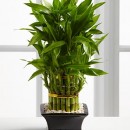 Một số cây cảnh mang tài lộc và sức khỏe vào nhà